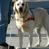 Chien guide.